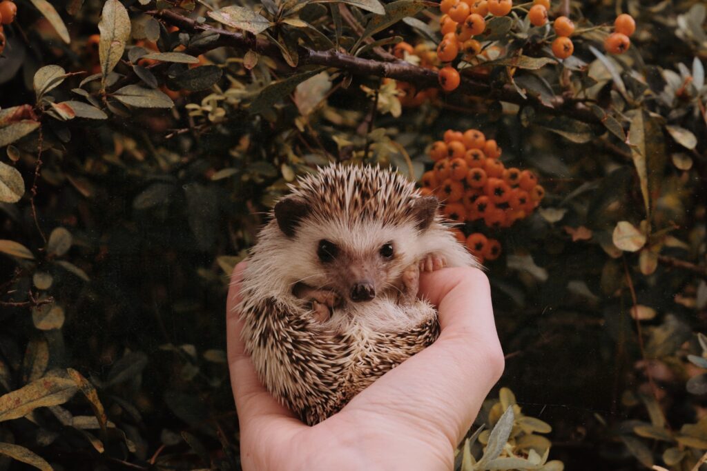 introduction to acupuncture hedgehog