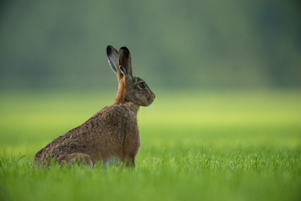 Listening Rabbit