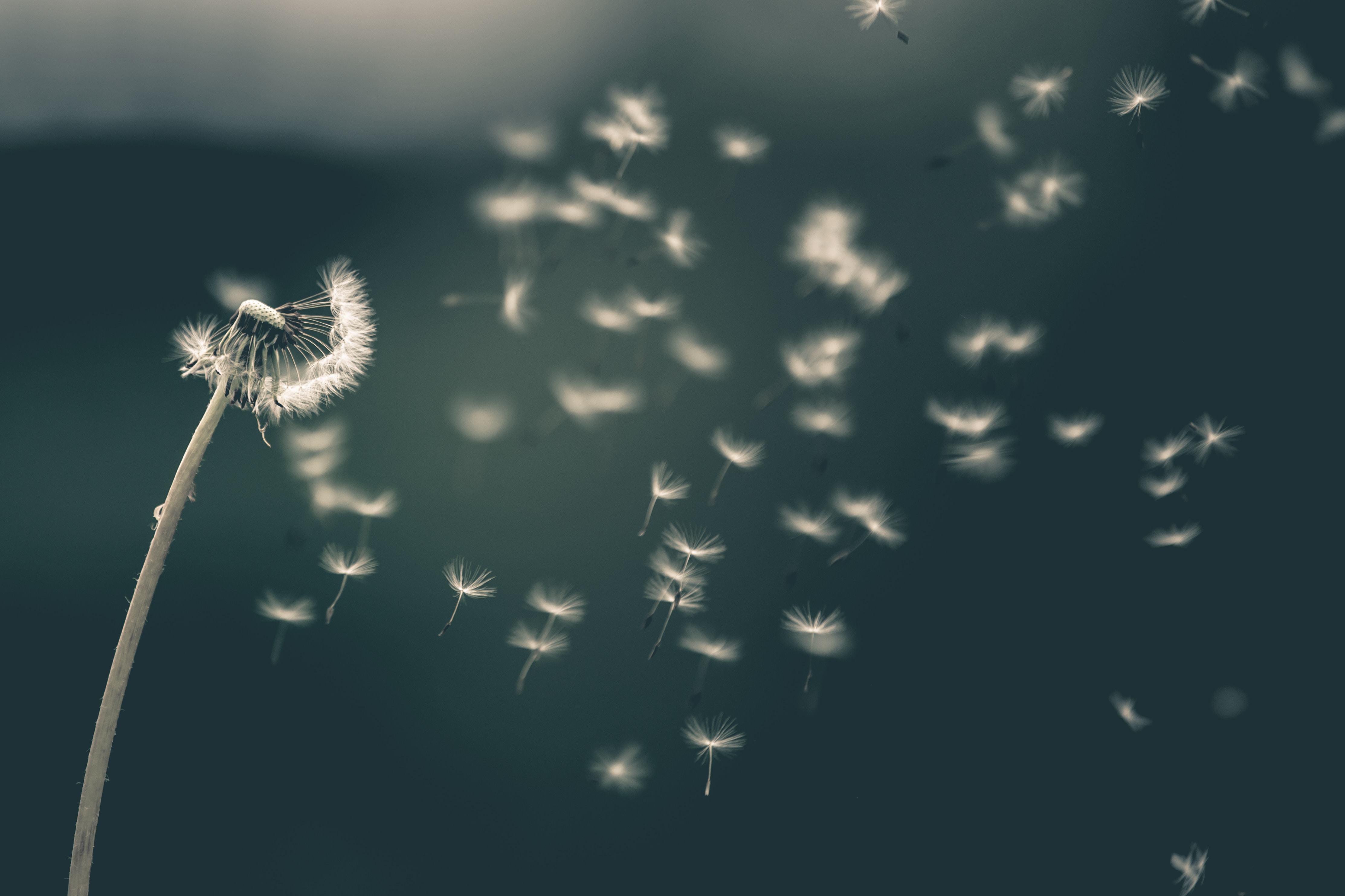 windy dandelion seeds, like Bell's Palsy